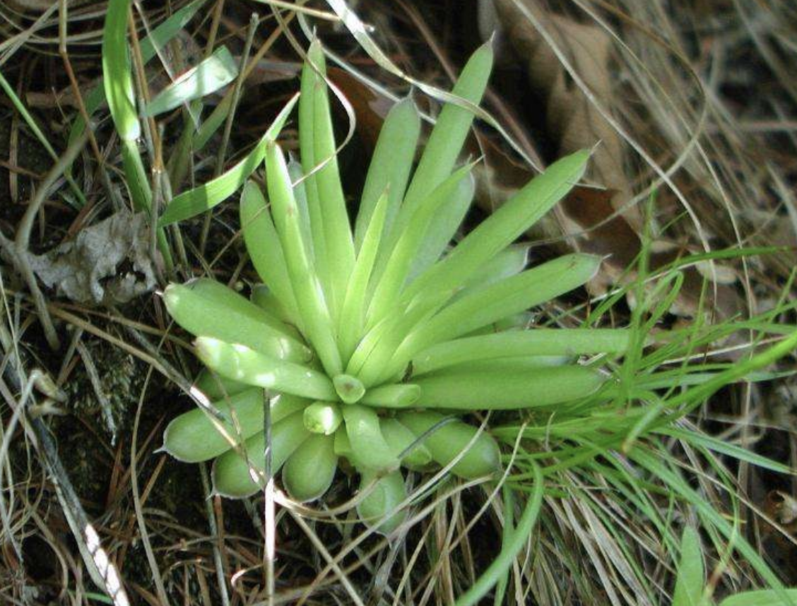 1种野草“不常见”，却长在“屋顶”，被称为“瓦花”，很顽强！