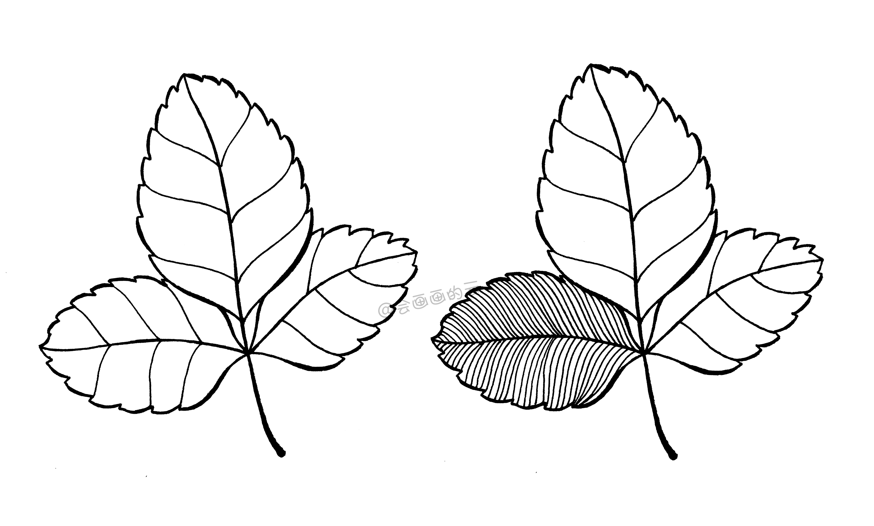 把叶子分成大概的几组,然后在每个组里面画线条;注意线条的流畅度,不