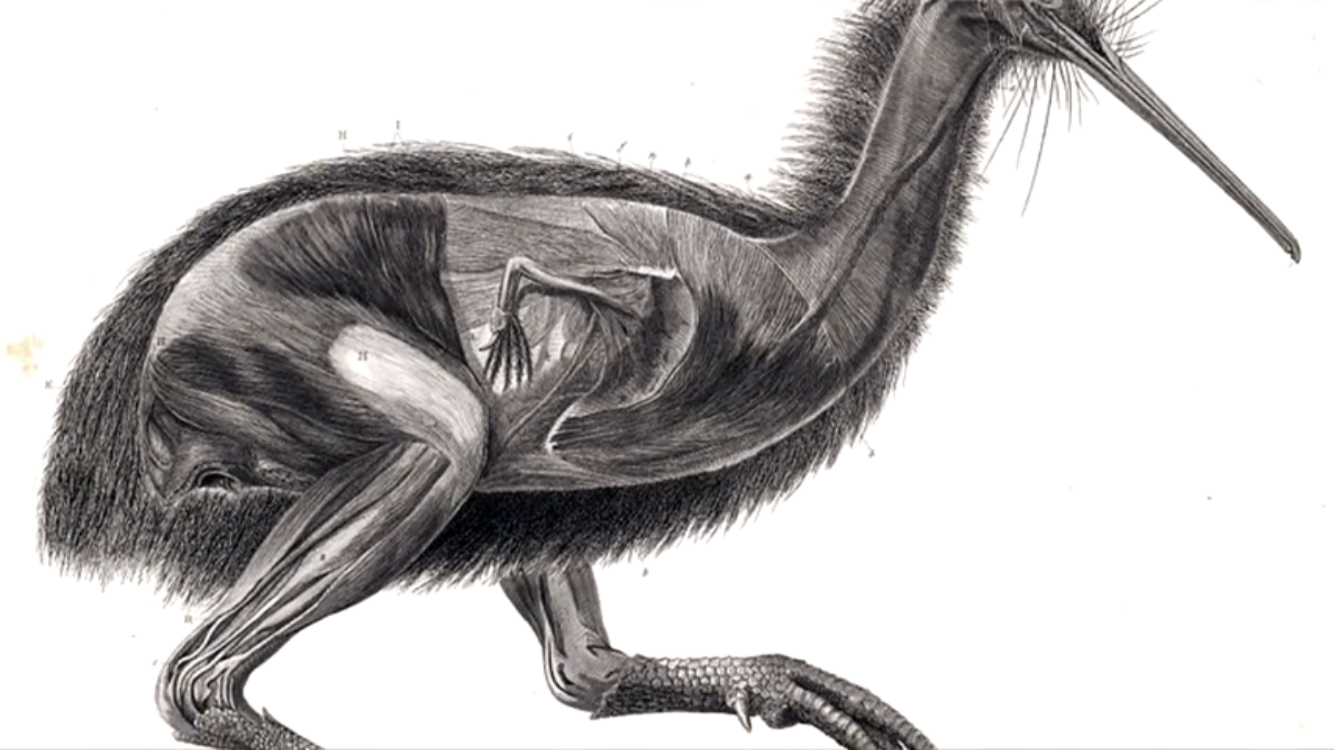 几维鸟有没有翅膀?