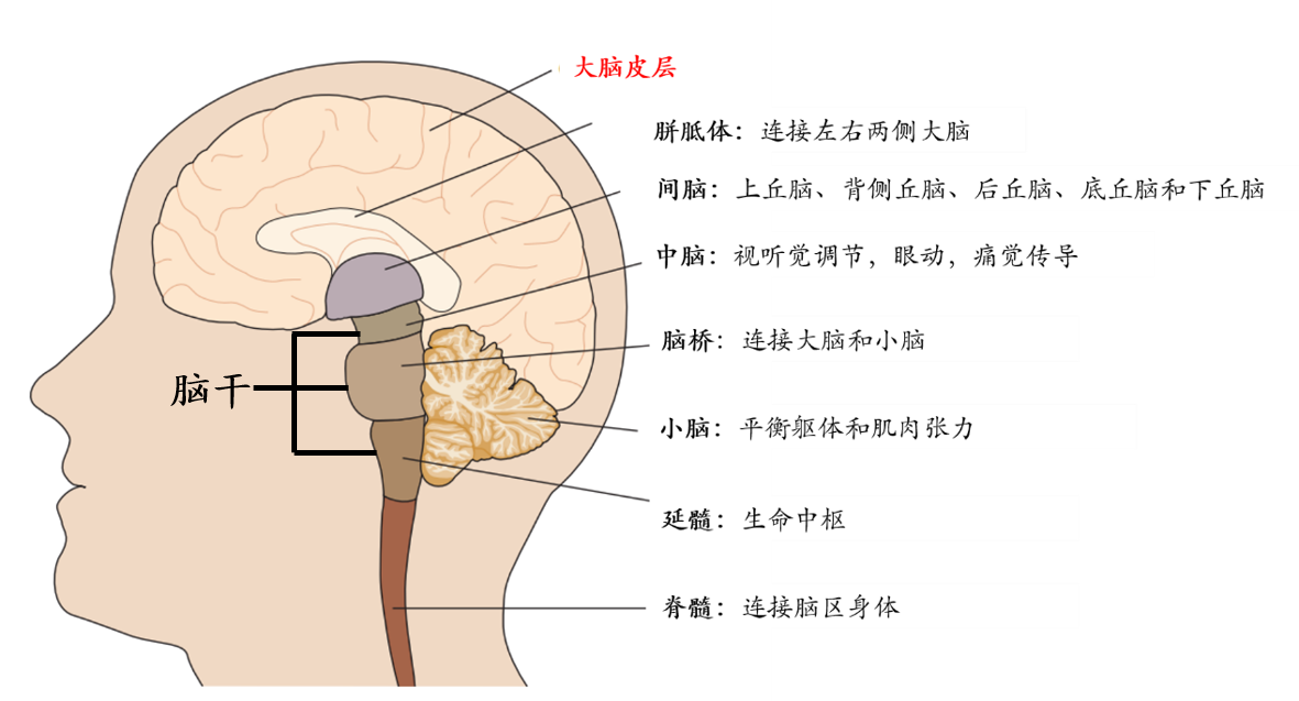 如图所示,人脑除大脑外,还包括胼胝体,间脑,脑桥,小脑,脊髓等结构