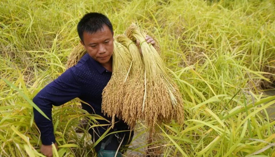 国外粮食冲高 ，玉米小麦价格跟涨 ， 用我们担心吃饭问题吗？