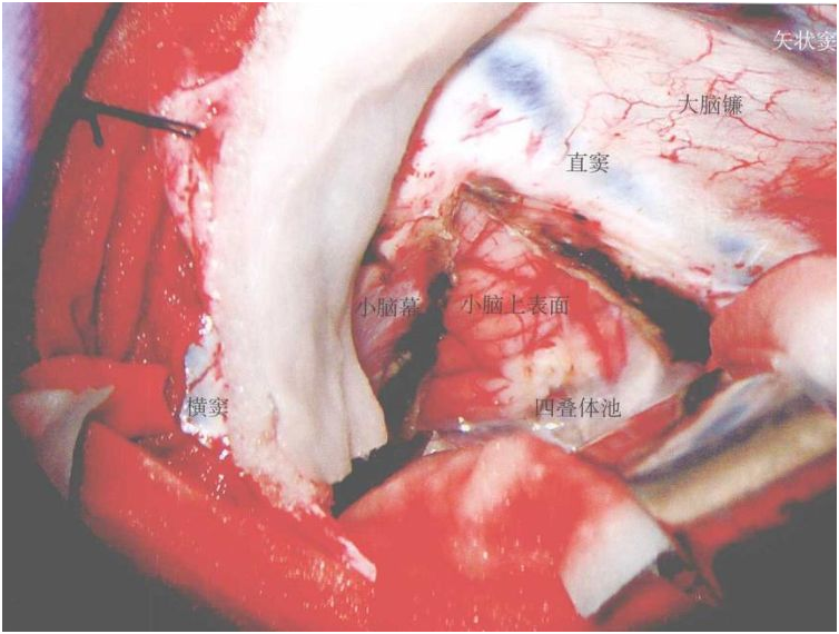 蒋晓帆教授：医学教育核心是“师带徒”认知学徒制教育模式