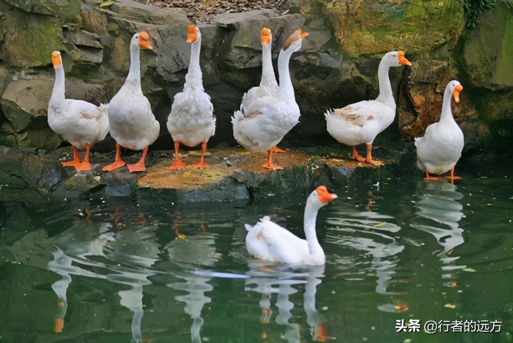 春和景明，曲水流觞，赏兰亭美景，品笔墨书香