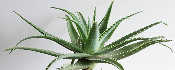 龙爪放在卧室里好不好