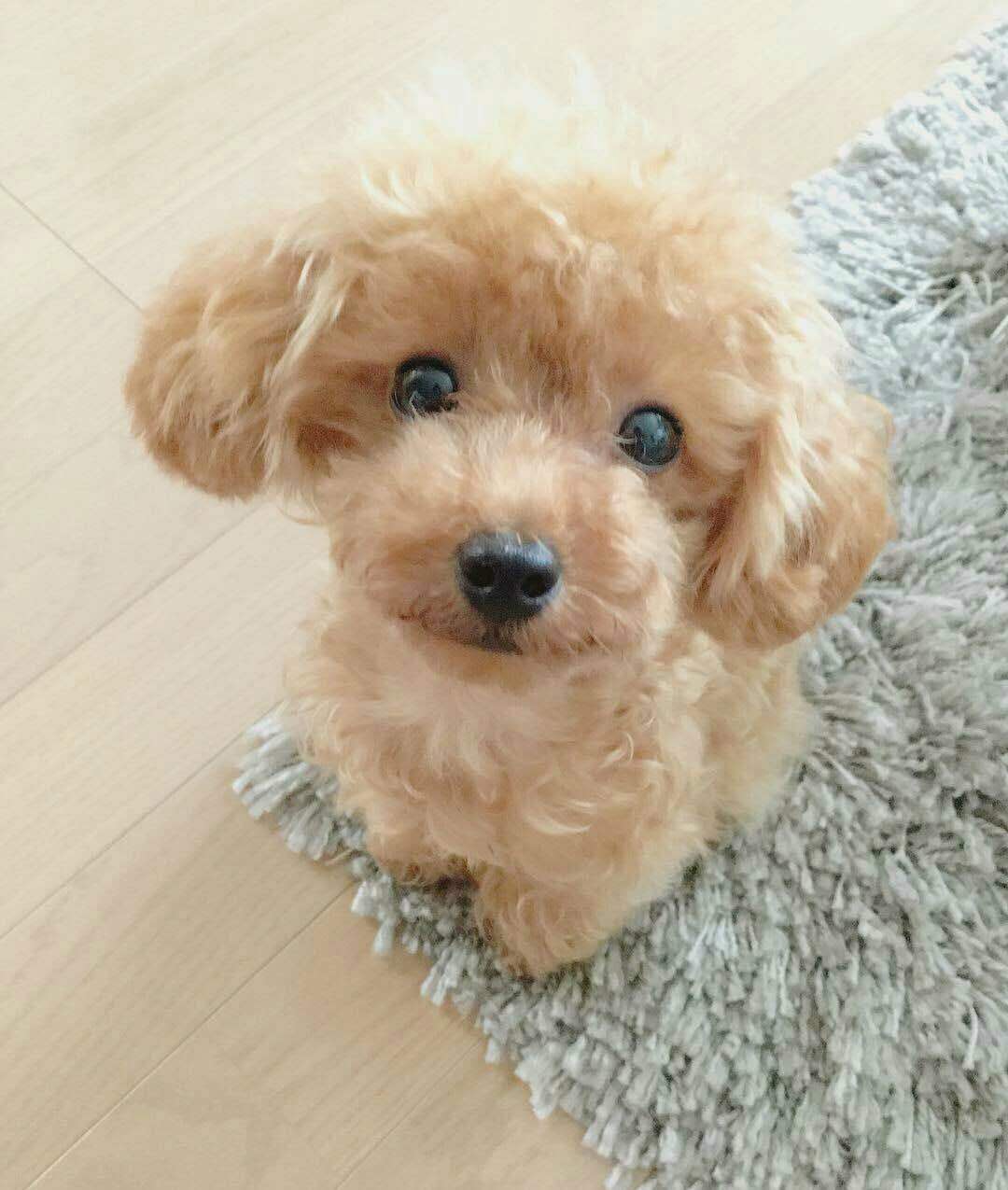 泰迪多大毛开始卷 泰迪几个月开始爆毛 - 汽车时代网