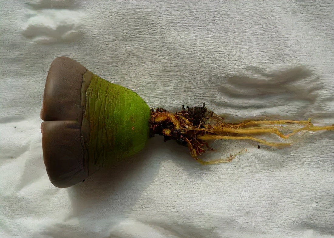 多肉生石花的养殖方法和注意事项