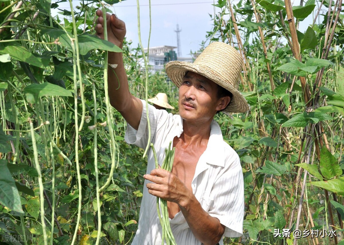 缸豆,缸豆和豇豆的区别