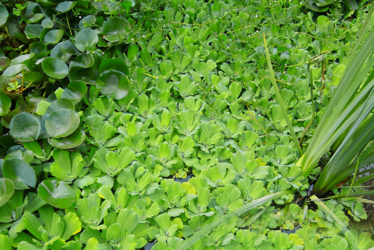 水白菜:长在水中的白菜,因繁殖能力强被嫌弃,改名逆袭成盆栽新宠