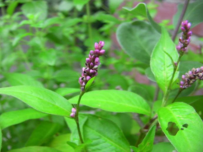 柿子怎么催熟(柿子催熟的最好方法)-cosg百科