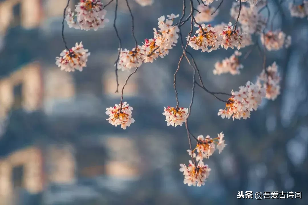 “酒鬼”李清照，十六首词全醉酒！