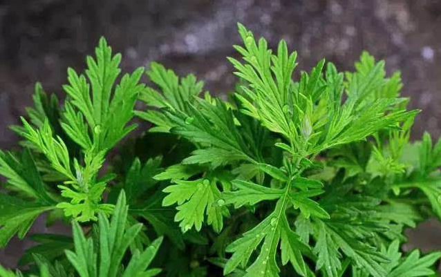 野生艾叶的作用与功效-我的快乐小窝