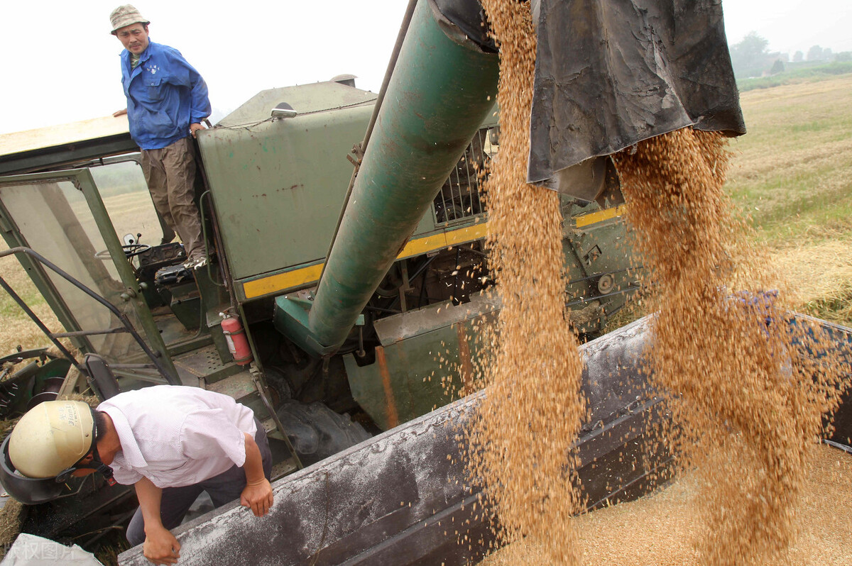 农业农村部：今年夏粮创历史新高，小麦价格涨疯，一斤多少钱了？