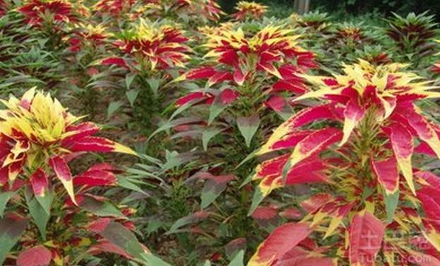 一花一世界，一叶一菩提——奇花异草雁来红，花语传说赏花旅游