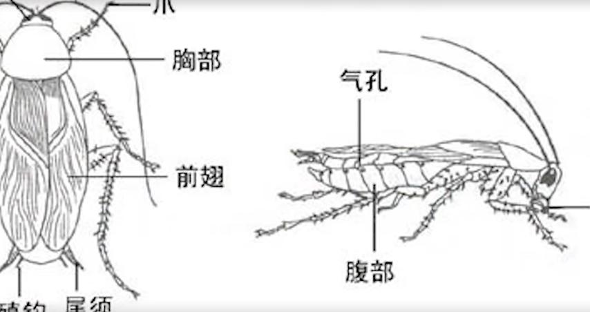 杀蟑螂最有效的方法（教你一个土方法，一天蟑螂全不见）-第7张图片