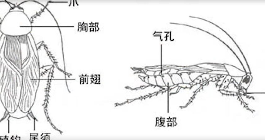 以后別再買蟑螂藥了，教你一個土方法，安全無毒，一天蟑螂全不見