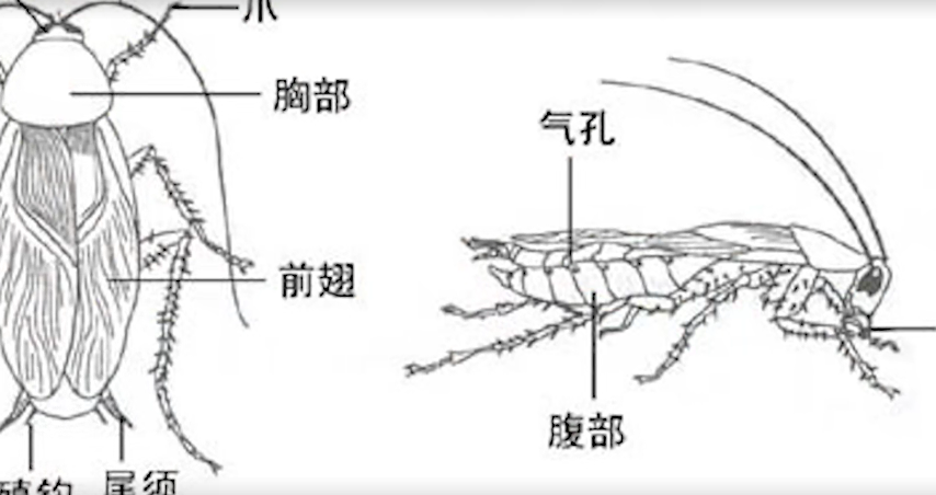 以后别再买蟑螂药了，教你一个土方法，安全无毒，一天蟑螂全不见