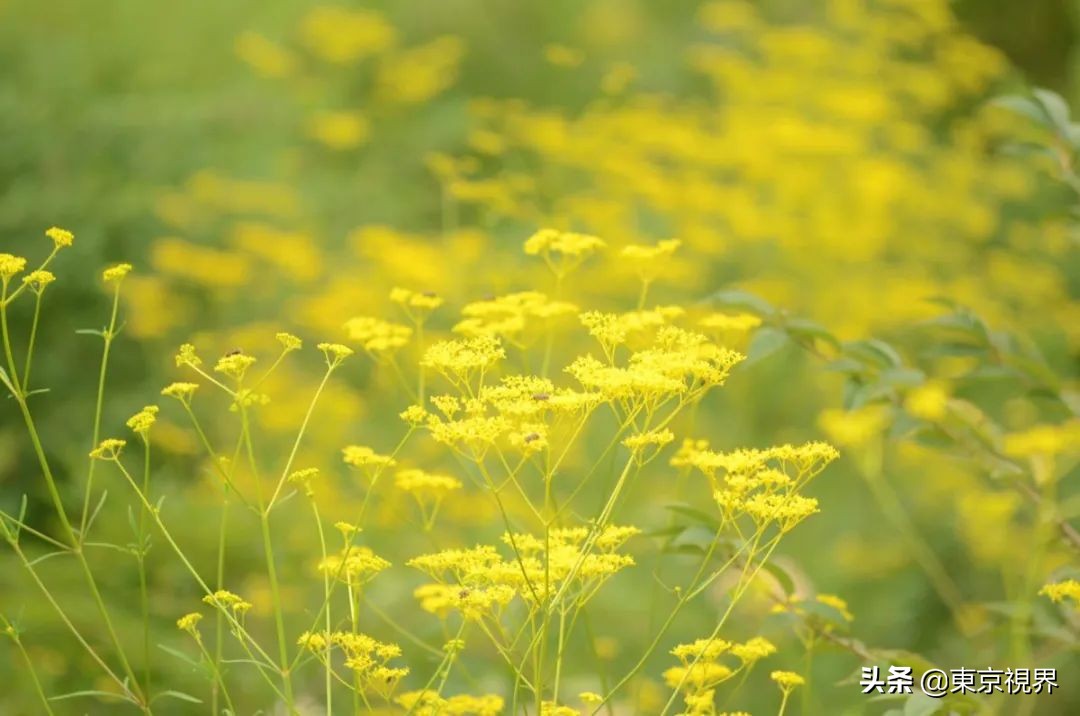 你看到的天空是什么颜色？用五感来感受古代日本人的造词功力