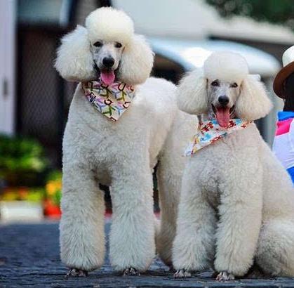 巨型贵宾犬,为什么少人养?是因为养不起吗?