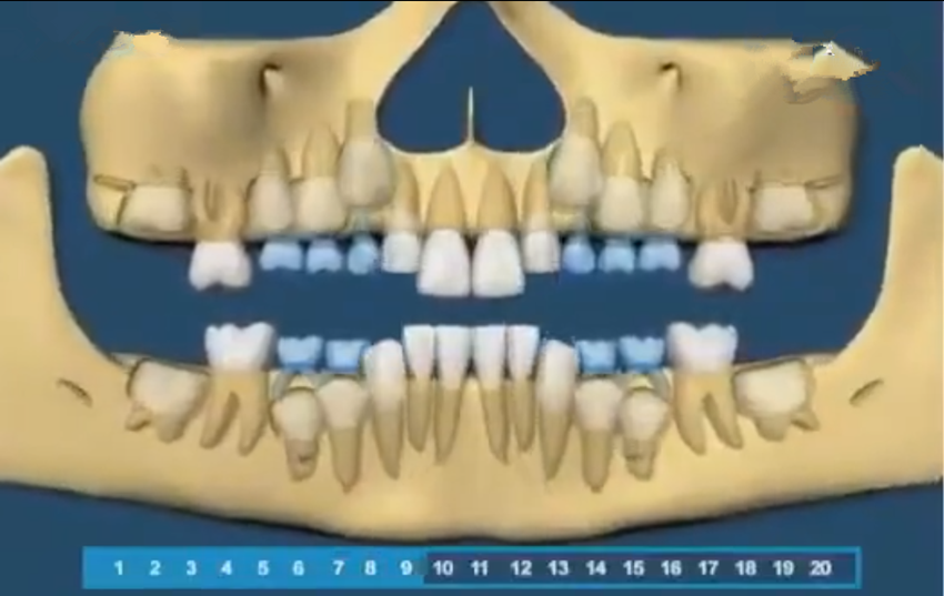 组图带你了解宝宝的牙齿生长顺序，一目了然，父母再也不用纠结了