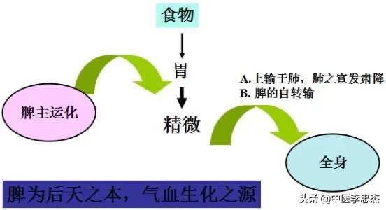 五脏的生理功能——脾脏