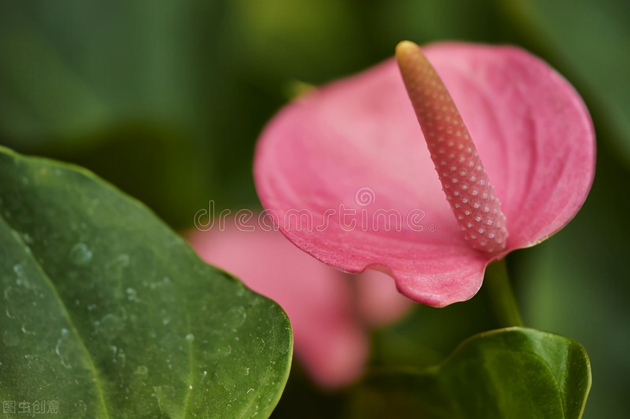 教师节别给老师送花束了，聪明人送5种盆栽，让老师“记忆深刻”