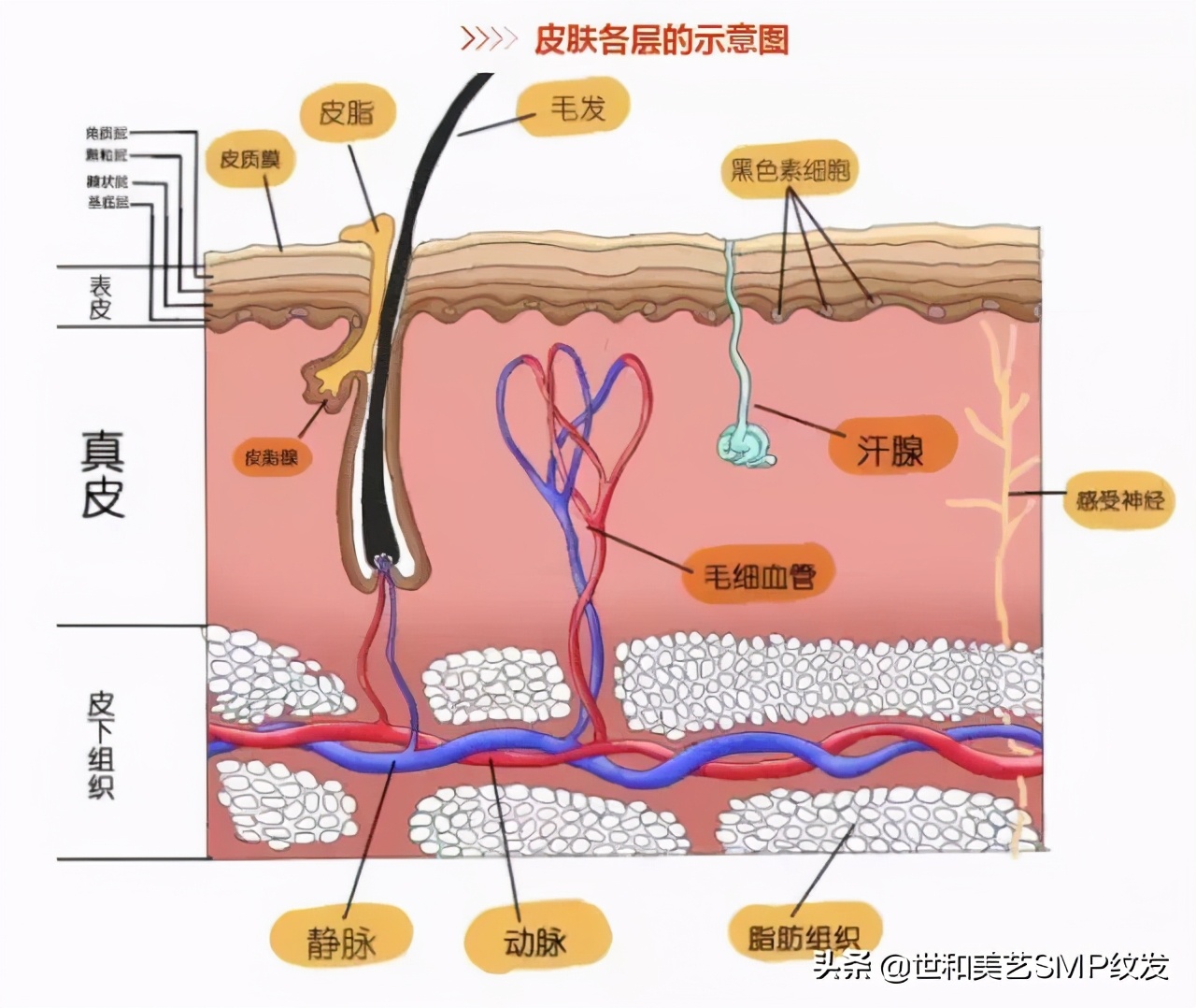 图文科普！纹发和纹眉纹身有什么区别？做纹身的店可以做纹发吗？