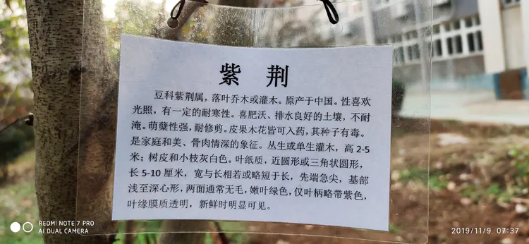 陪你一起看湖北省广水一中①——走进植物王国