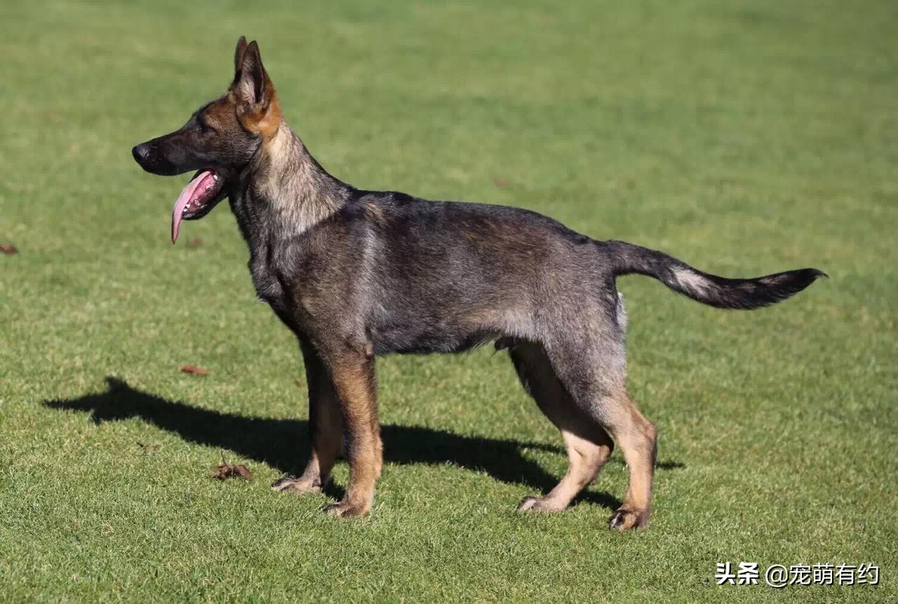 中国十大警犬品种（我国现役的7种警犬介绍）