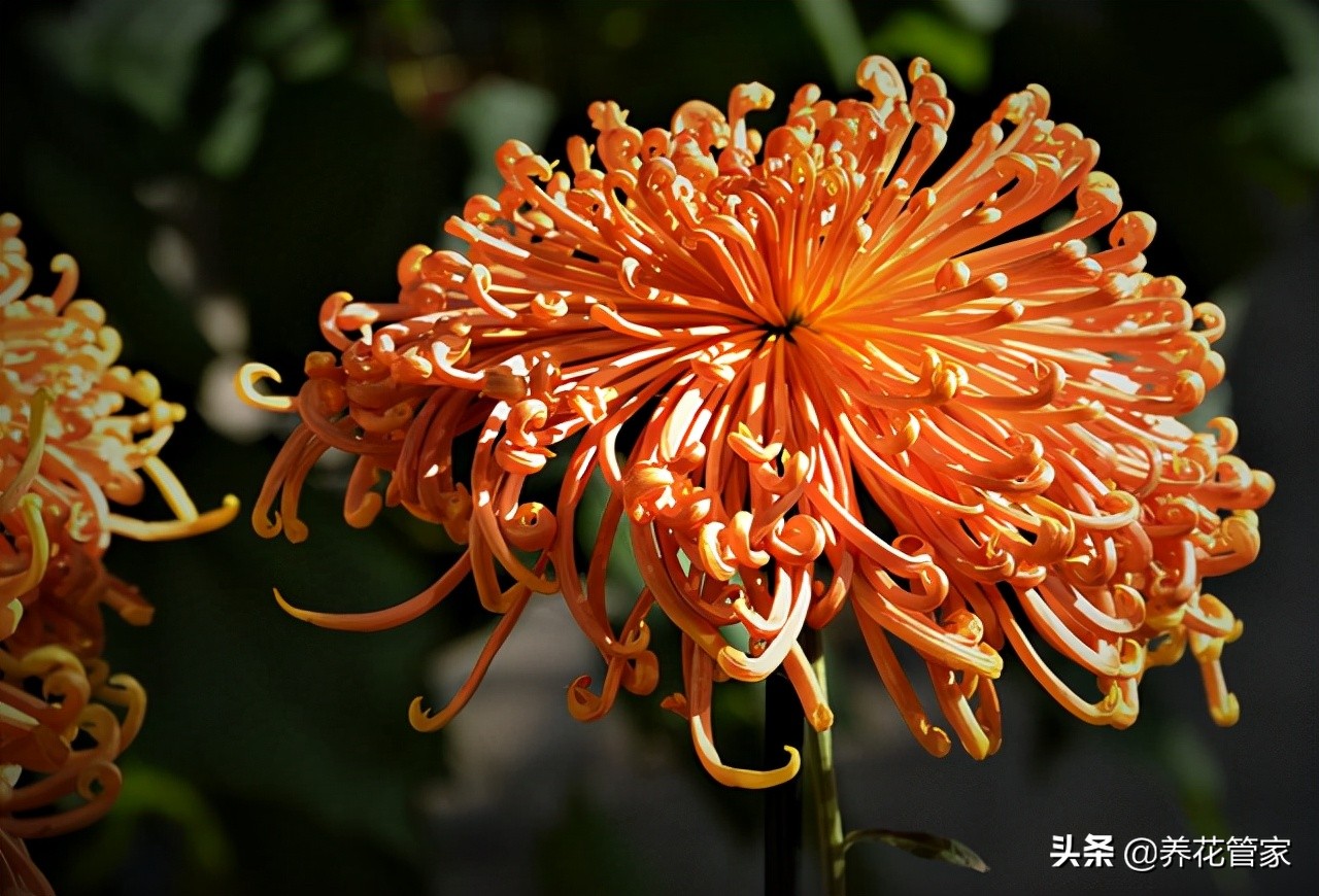 剑叶金鸡菊图片（盘点菊花四大品种的开花时间）