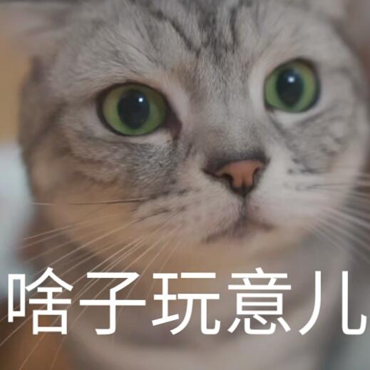 蒂姆嘟嘟tim猫品种(今天的猫猫也是元气满满呢)