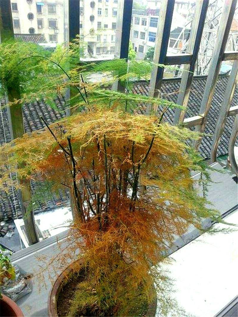 夏天文竹容易黄叶，看准状态对症下药，还能解决叶子返青