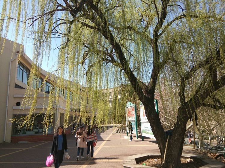 梦想花开，走进山东财经大学的春天！