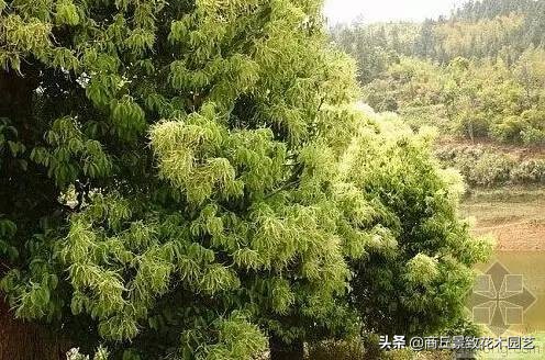 常绿乔木有哪些（70多种常用常绿乔木图例宝典）