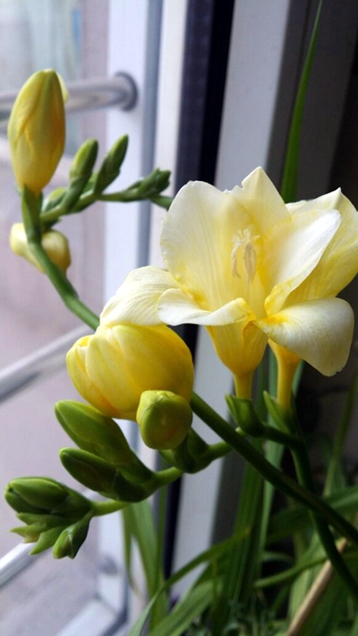 小苍兰花(香雪兰)的花语是什么?小苍兰花束推荐!_达一风水网