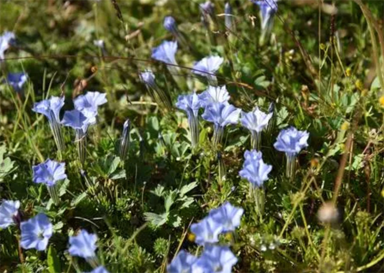 龙胆花的花语龙胆花的花语正义
