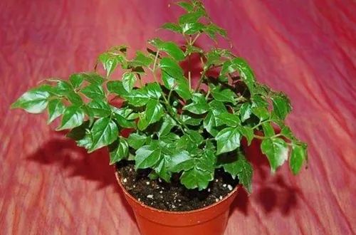 常见50种植物（50种常见的室内盆栽绿化植物）