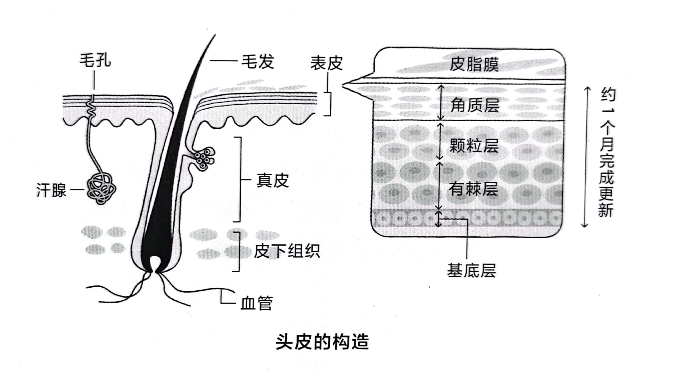 爸爸，为什么你没有头发？我这叫聪明绝顶