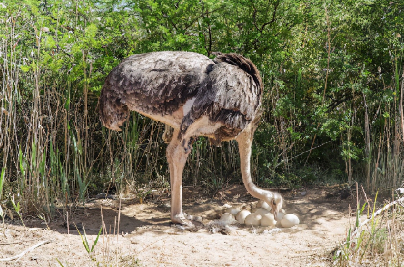 60厘米,巢之间的距离不会太远,以便它能在雌鸵鸟下蛋时观察周围的情况