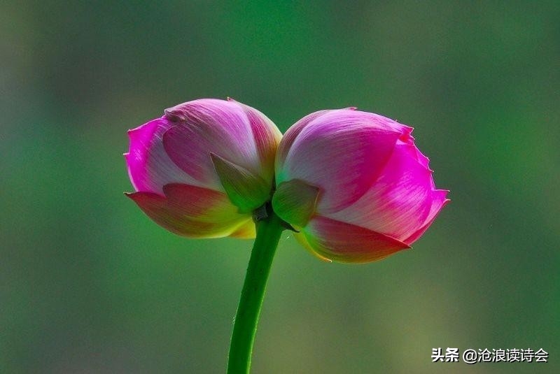 春日读禅诗，悟人生大境界，北宋五绝句让人猛醒，第五首有大智慧