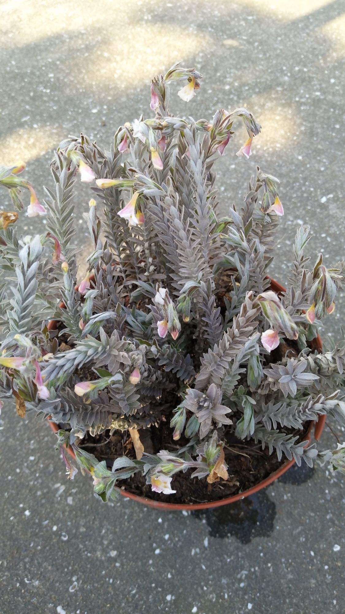 忠贞不渝!鹿茸草的功效与作用"千山万水"-第2张图片-月月博客