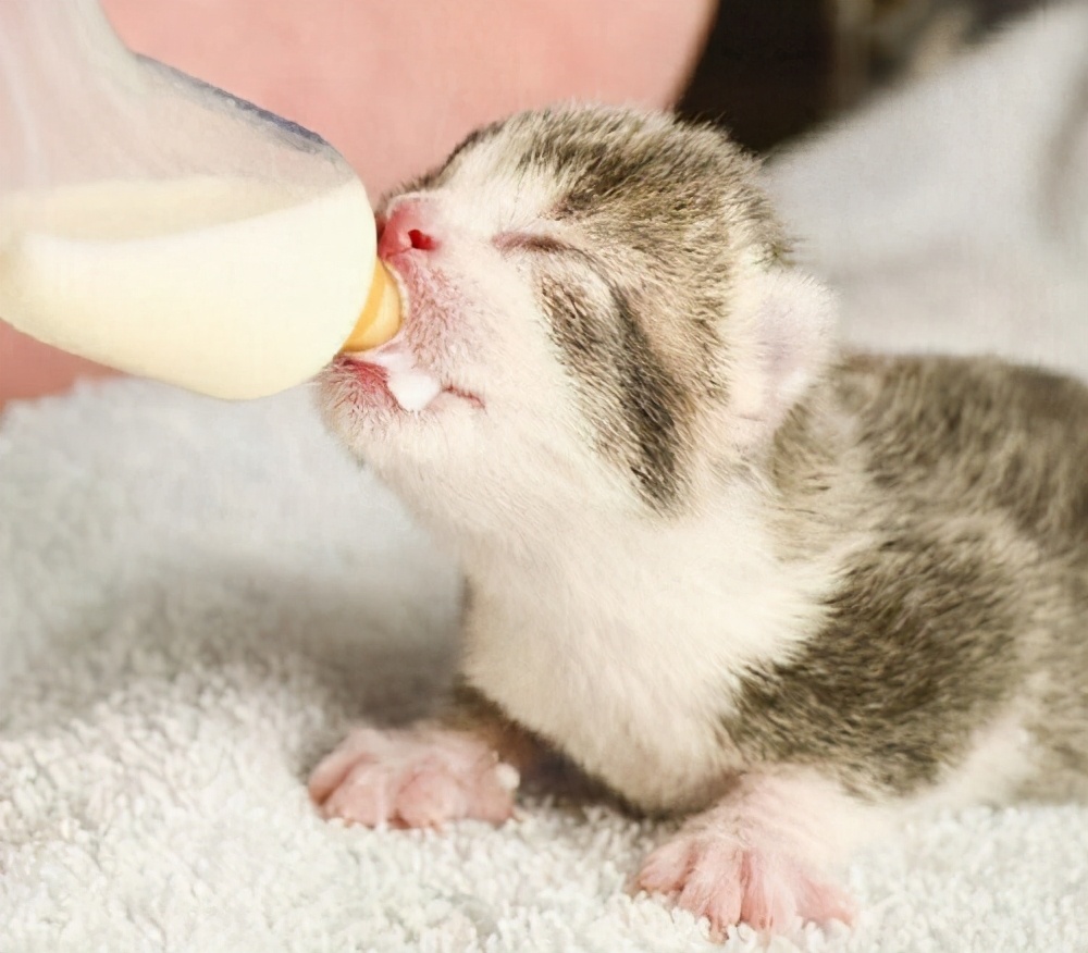 幼猫能喝牛奶吗（5个幼猫错误的饲养方法）