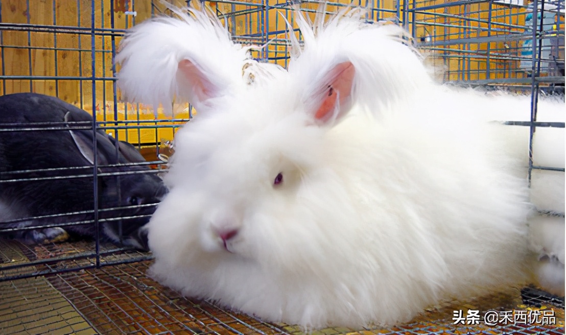 迷你垂耳兔(哪些的品种的兔兔可以作为家庭宠物呢？)