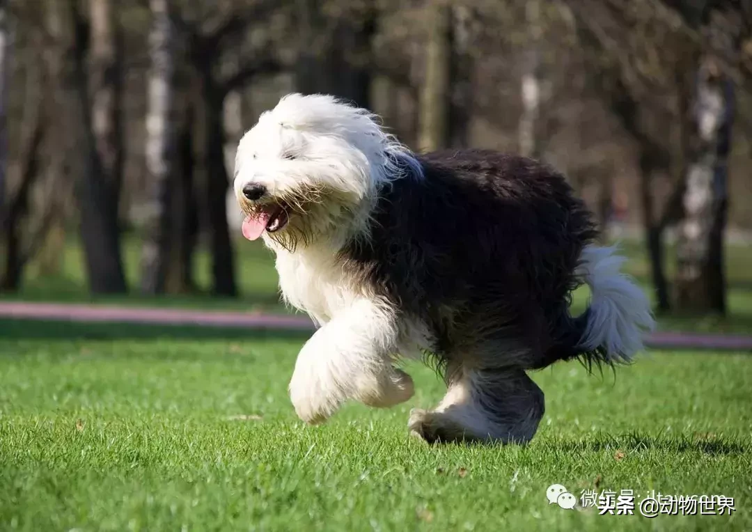 英国古老牧羊犬图片