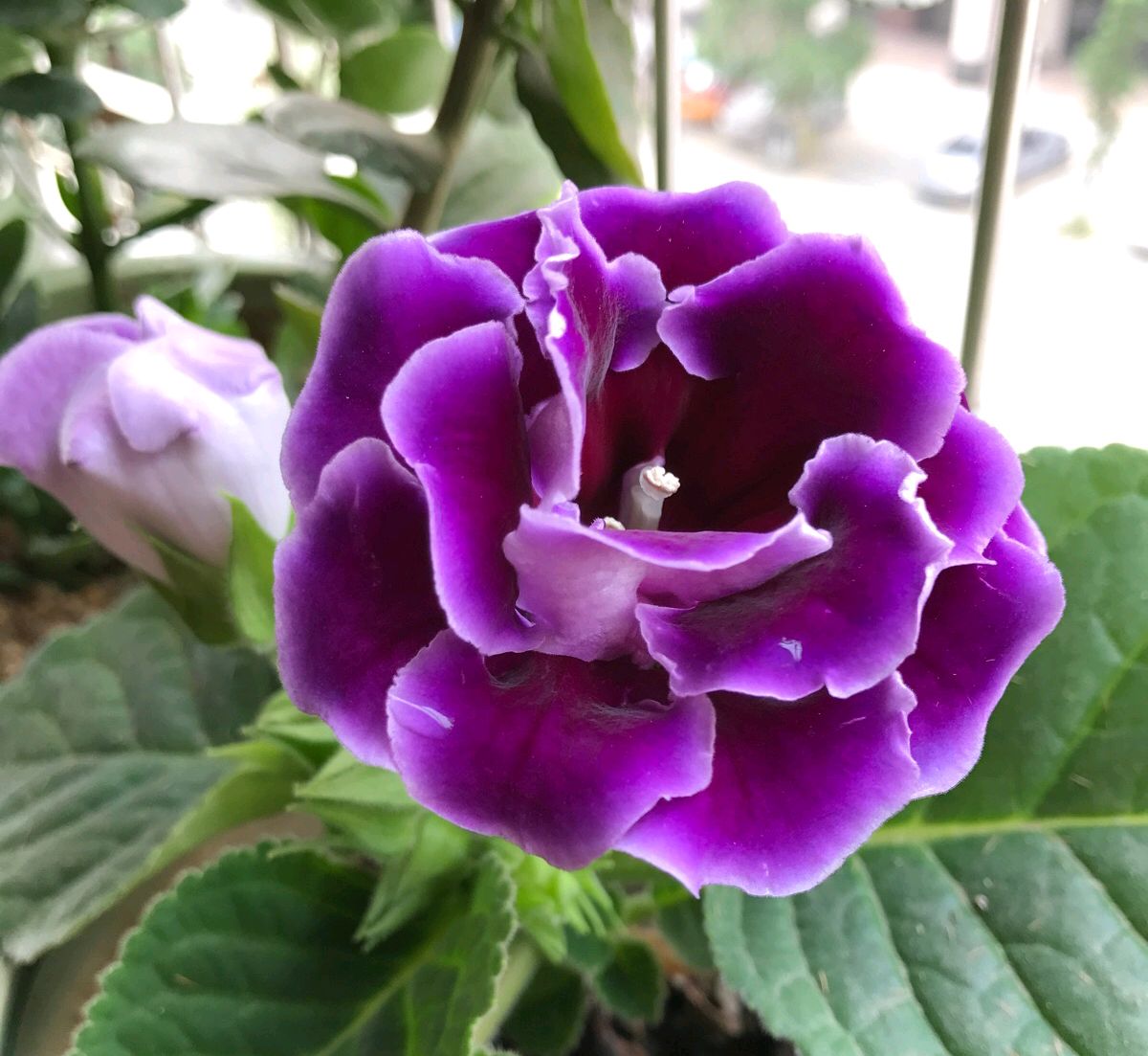 请问这个五瓣紫色的花是什么花？_百度知道
