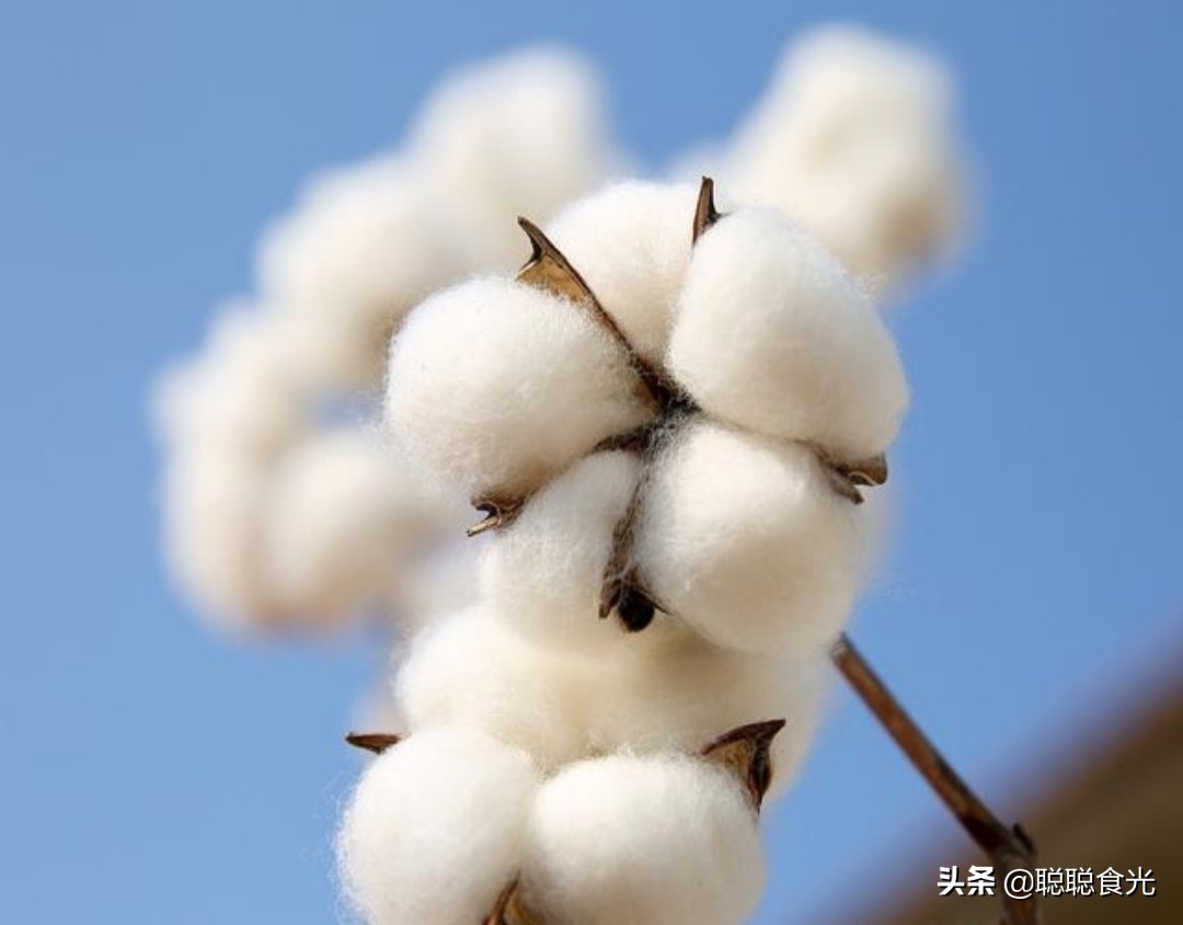 阿克苏十大土特产：新疆宝地的天然馈赠