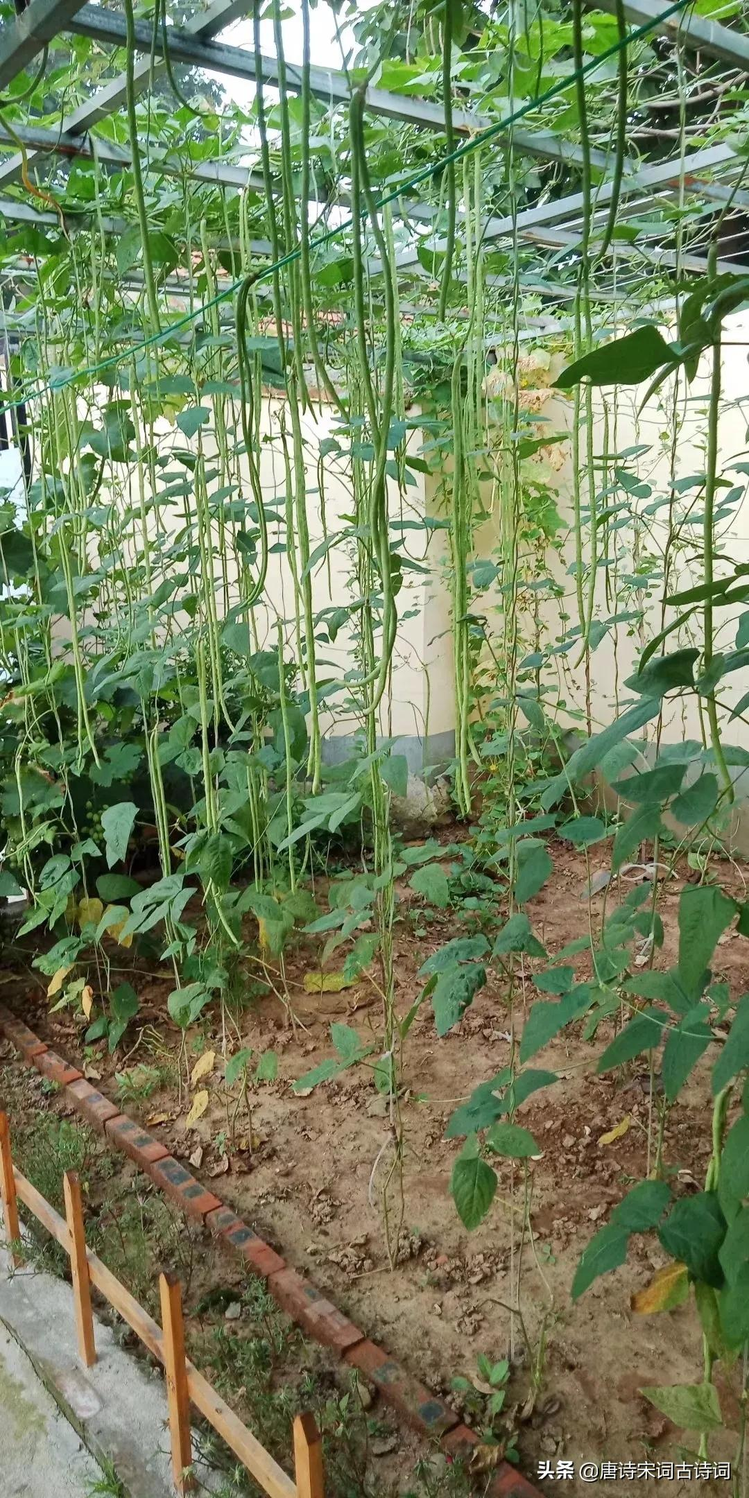 豆角花开紫蝶飞