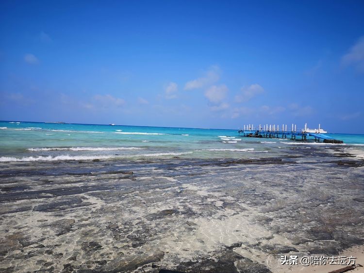西沙~南海中的一片莲