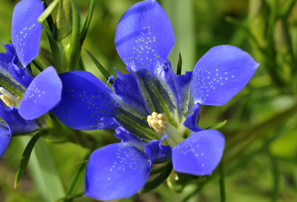 关于龙胆草的有关资料