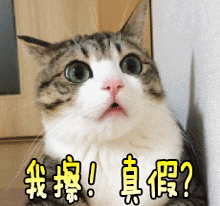 养老保险断缴后1月20日前不补则清零？大连社保中心中心答复说……