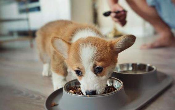 柯基犬多久挤一次“肛门腺”？应该怎么挤？